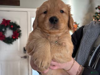 Golden Retriever dogs Red Male - Ad 8