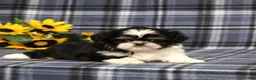 Shih Tzu dogs for sale: BitsyBaby - Ad 5