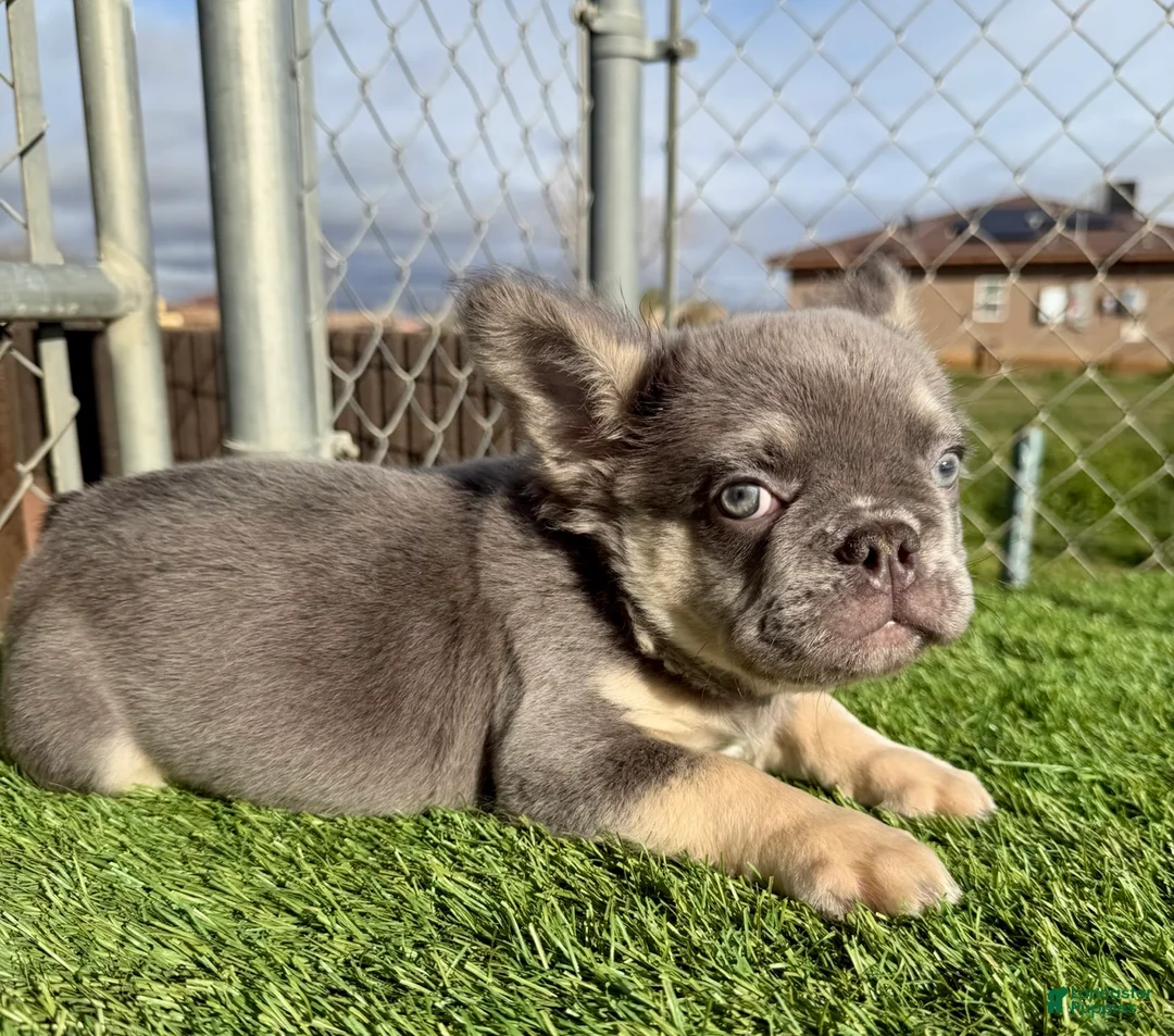 French Bulldog dogs for sale: ROCKY - LILAC TAN FLUFFY COMPACT HANDSOME PRINCE IN LA CA - USA DELIVERY  - Ad 1