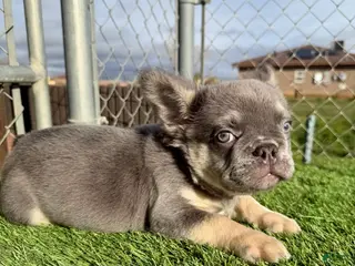 French Bulldog dogs for sale: ROCKY - LILAC TAN FLUFFY COMPACT HANDSOME PRINCE IN LA CA - USA DELIVERY - Ad 2
