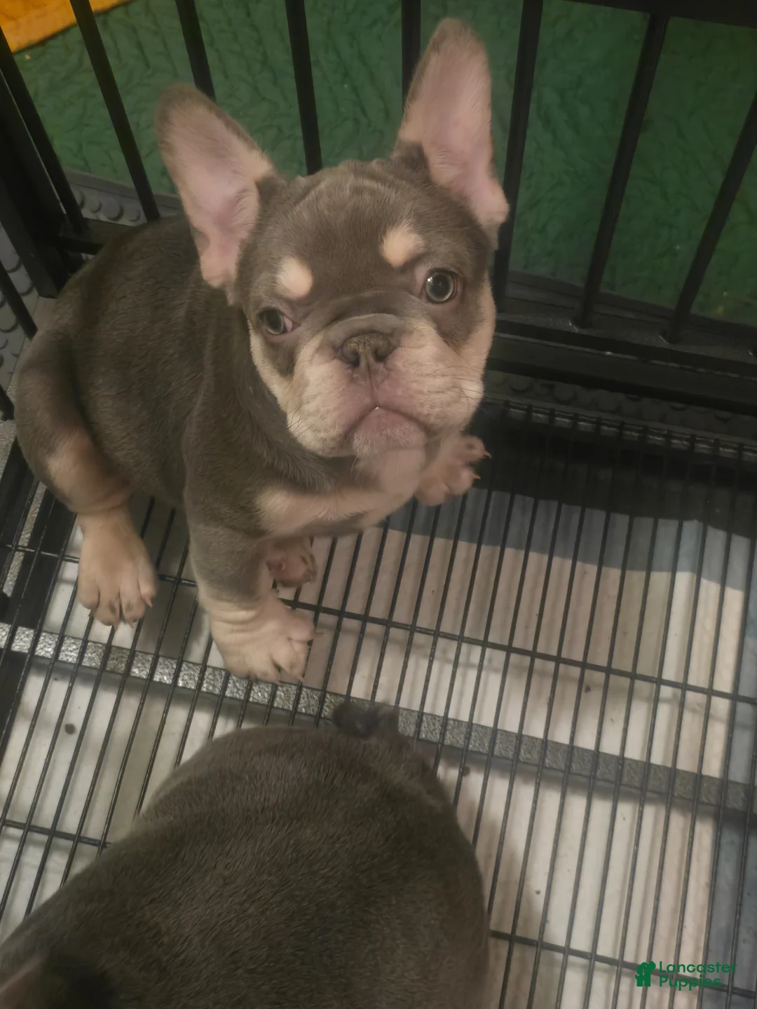 French Bulldog dogs for sale: French Bulldog Puppy 2 - Ad 2