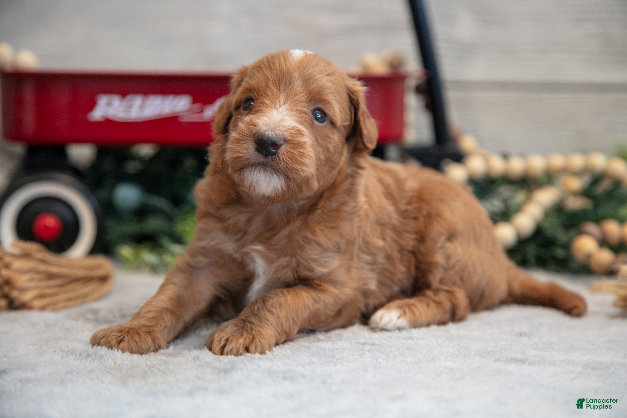 Mini Goldendoodle dogs for sale: Connon - Ad 3