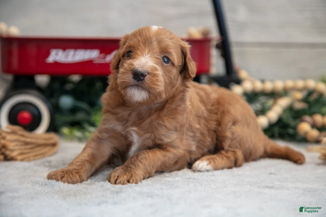 Mini Goldendoodle dogs for sale: Connon - Ad 1