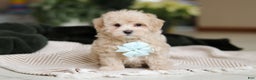Maltipoo dogs for sale: Kyle - Ad 1