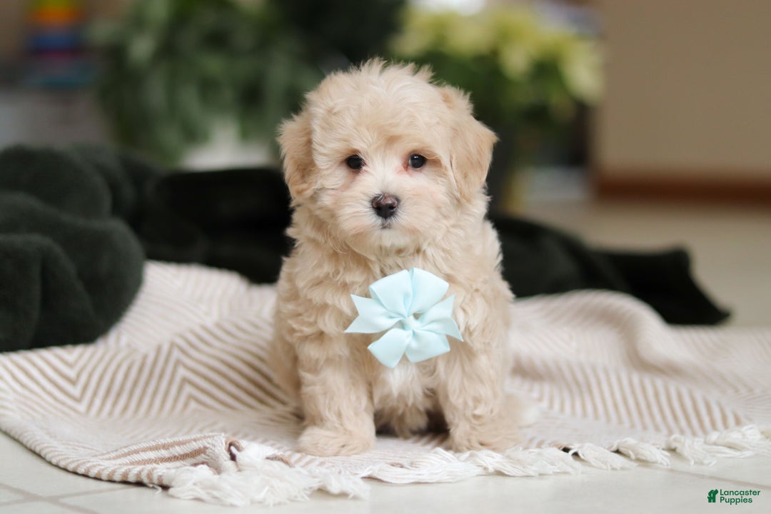 Maltipoo dogs for sale: Kyle - Ad 1