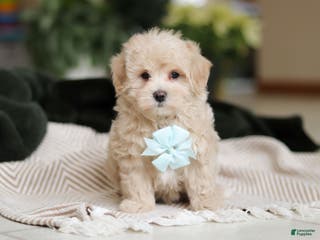 Maltipoo dogs Kyle - Ad 16