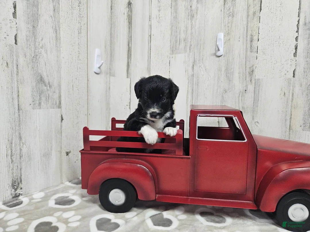 Mini Aussiedoodle dogs for sale: F1 Kiwi - Ad 1