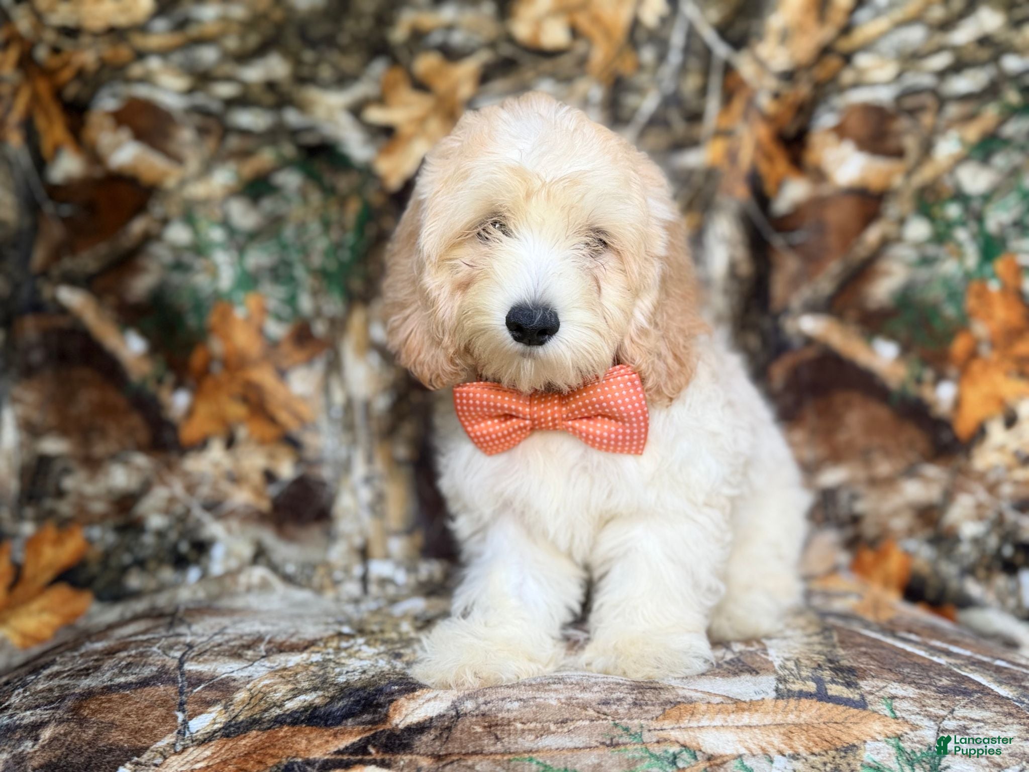 Cockapoo dogs Ollie - Ad 11