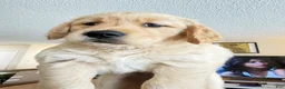 Golden Retriever dogs for sale: moly - Ad 11
