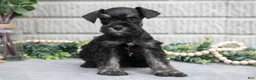 Miniature Schnauzer dogs for sale: Fern - Ad 3
