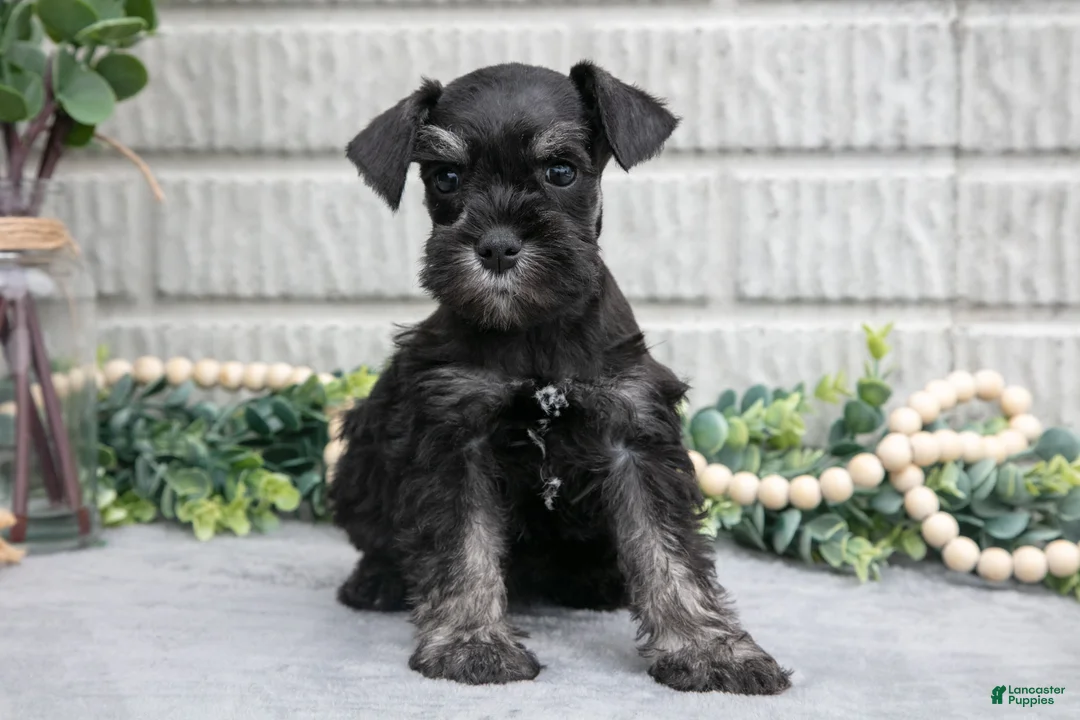 Miniature Schnauzer dogs for sale: Fern - Ad 3