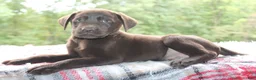 Labrador Retriever dogs for sale: Cocoa - Ad 4