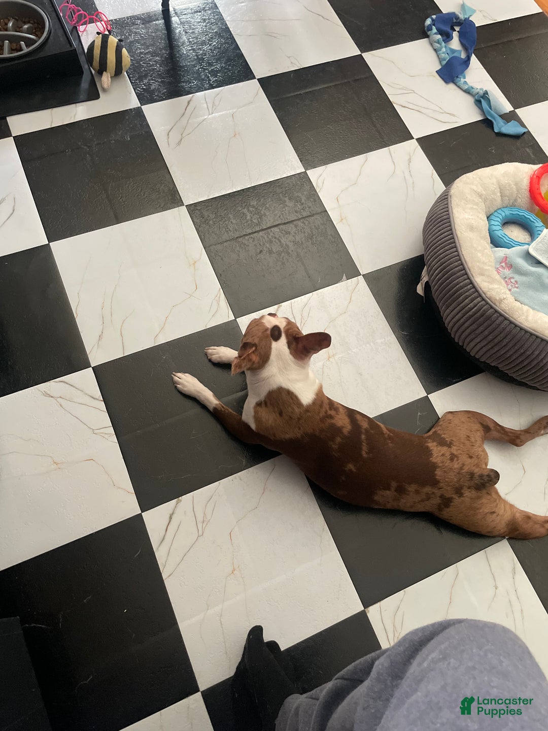 Boston Terrier dogs for stud: Daydream  - Ad 2