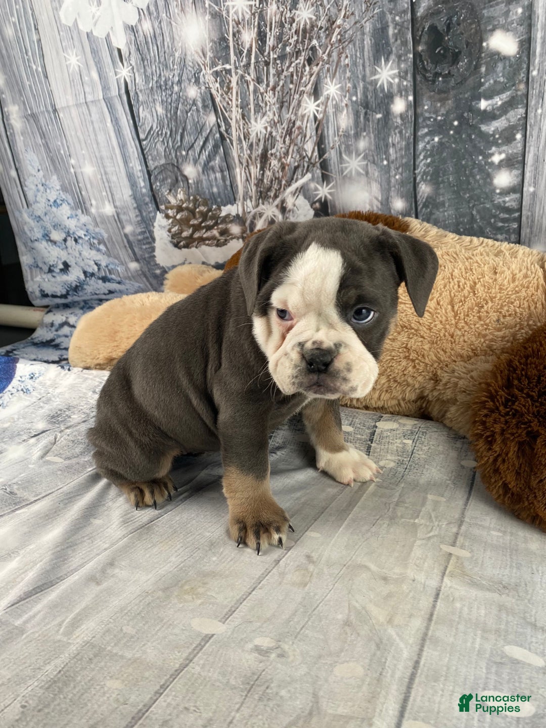 English Bulldog dogs for sale: Hazel - Ad 5