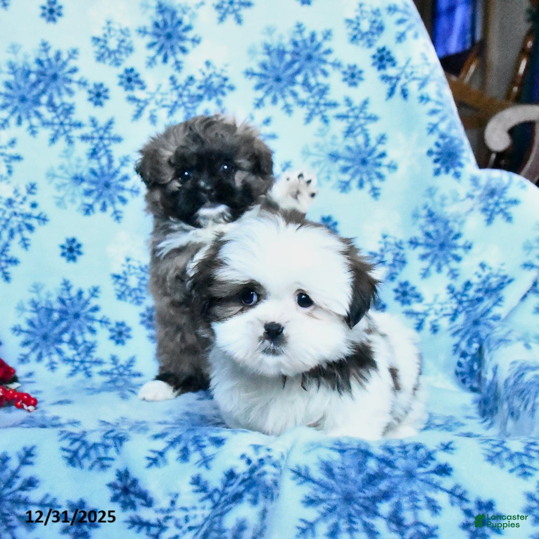 Shih Tzu dogs for sale: Frisky - Ad 3