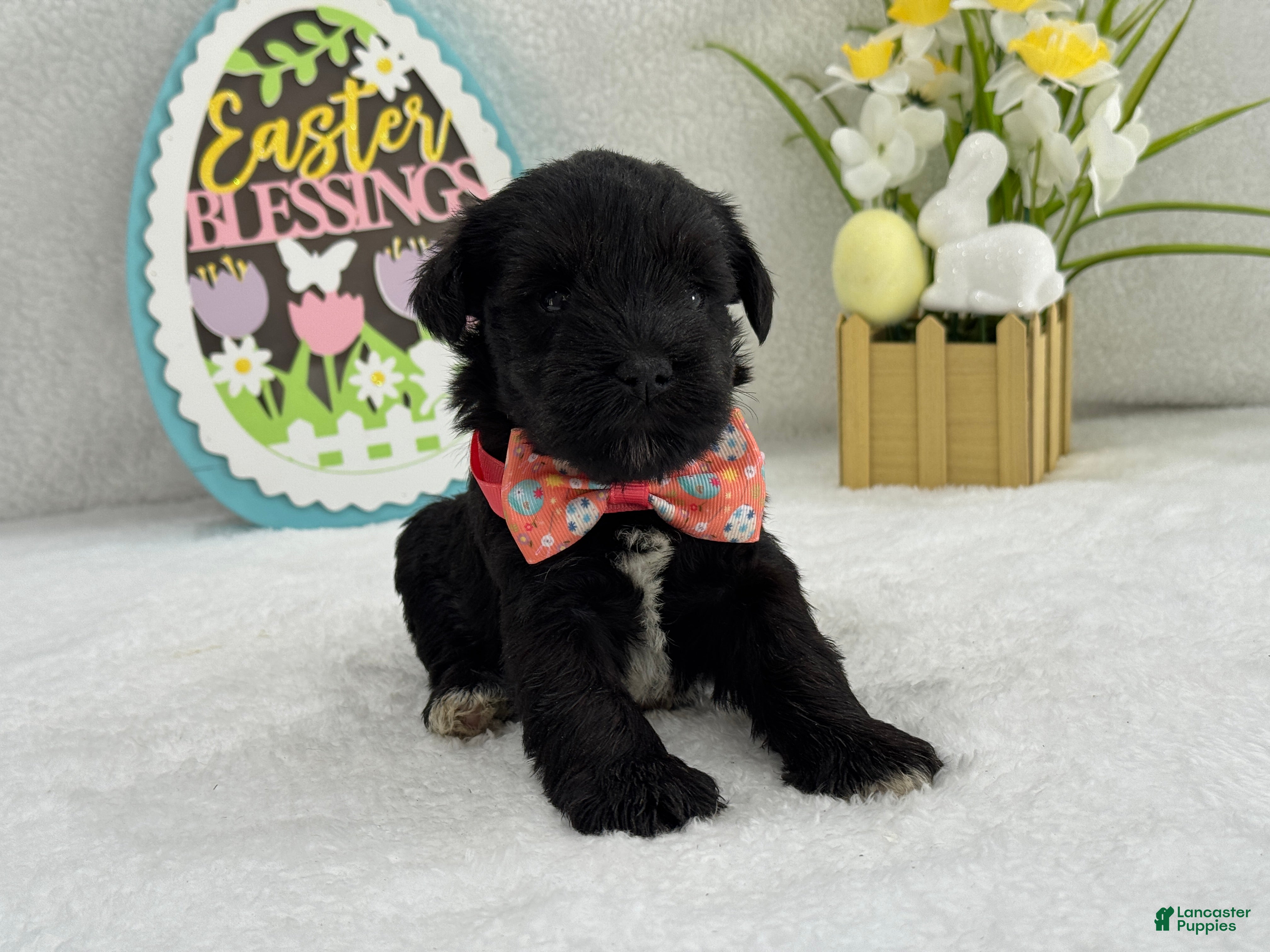 Miniature Schnauzer dogs Bleu Female 2 - Ad 4