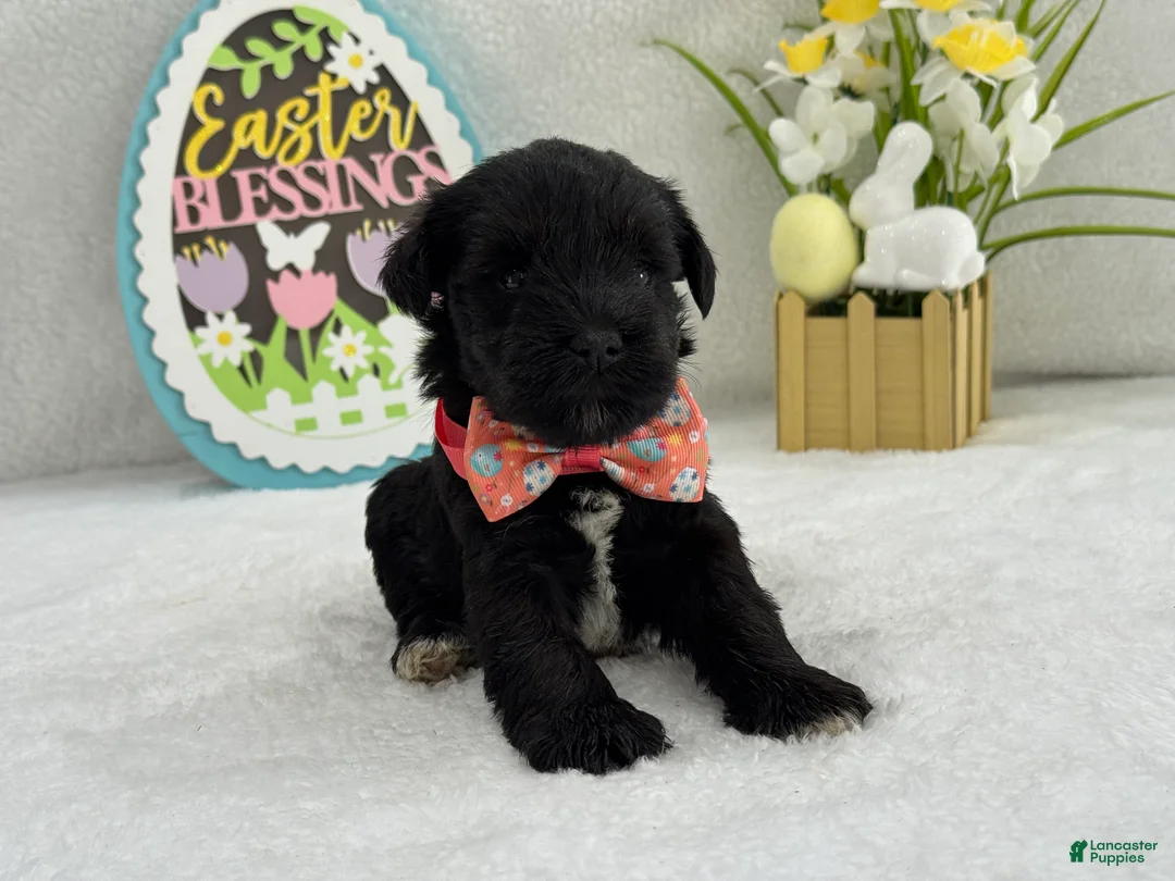 Miniature Schnauzer dogs for sale: Bleu Female 2 - Ad 1