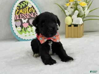 Miniature Schnauzer dogs Bleu Female 2 - Ad 35