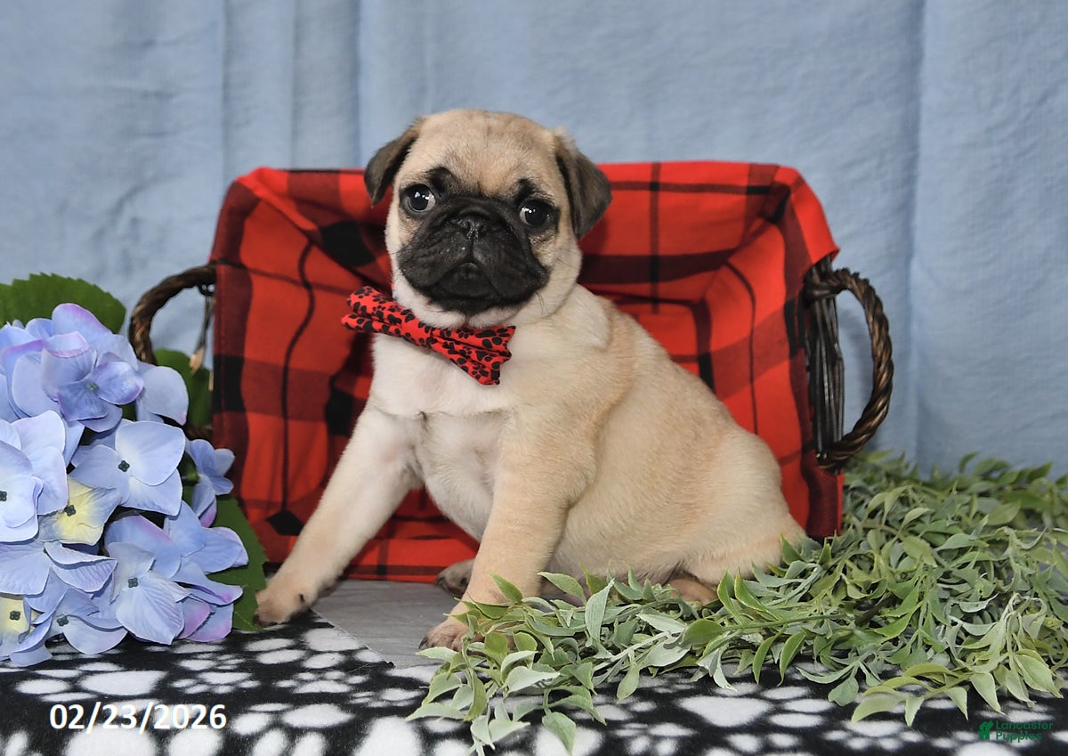 Pug dogs Calvin - Ad 2