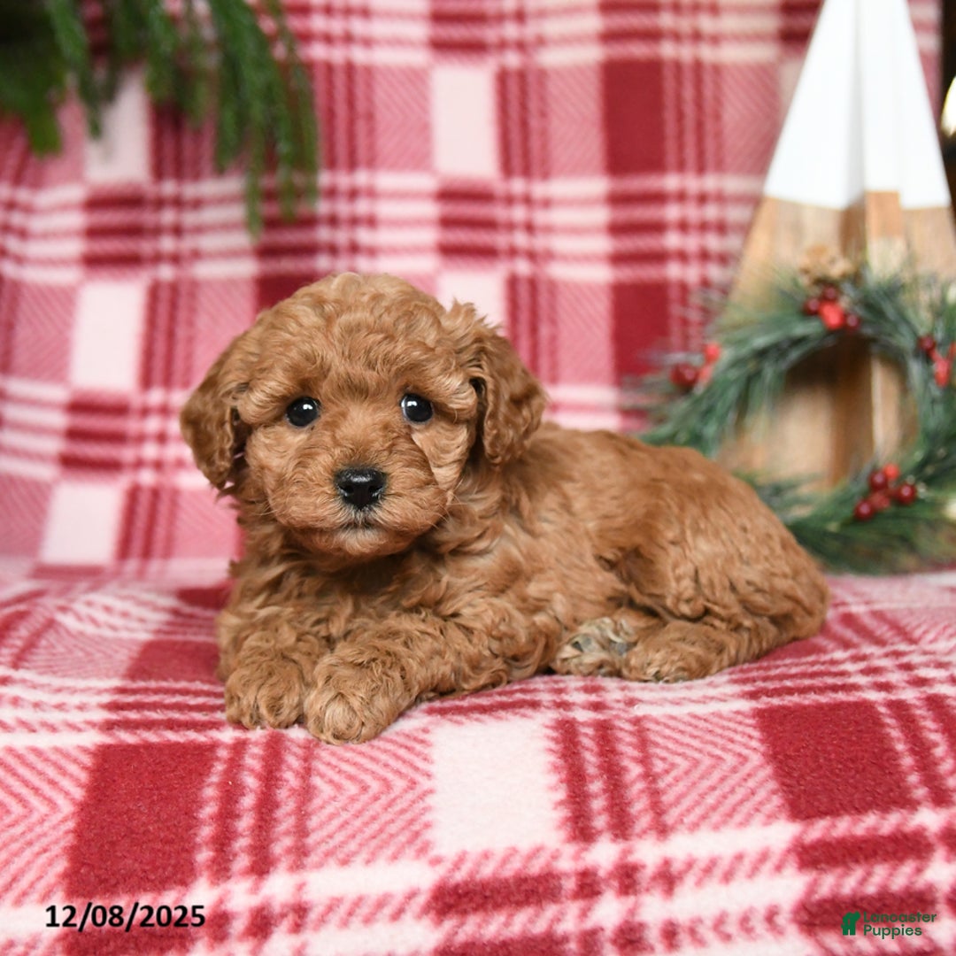 Toy Poodle dogs for sale: Ginger - Ad 2