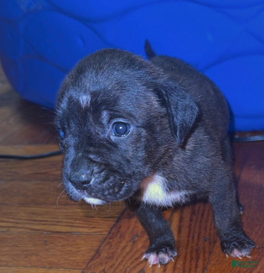 Mixed Breed dogs for sale: Mixed Breed 3 - Ad 15