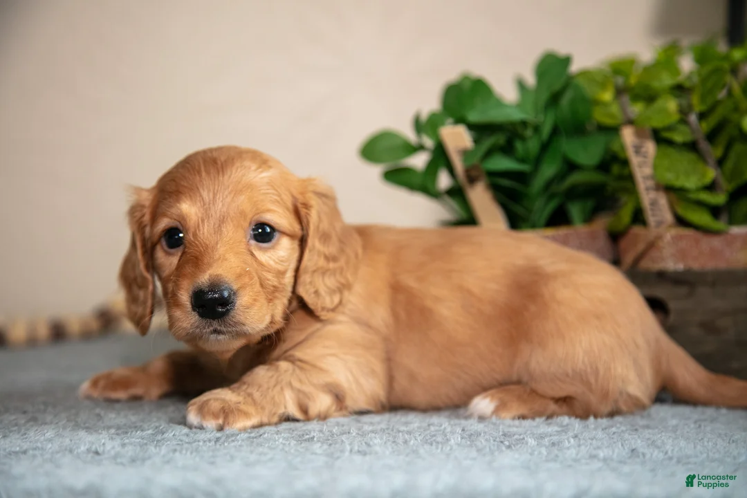 Miniature Dachshund dogs for sale: Patrick - Ad 2