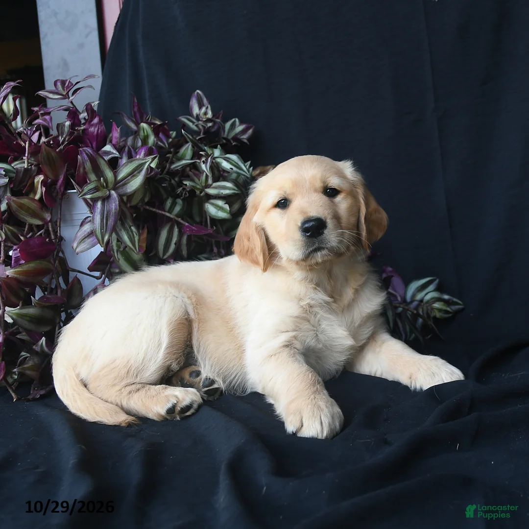Golden Retriever dogs for sale: Saffron  - Ad 3