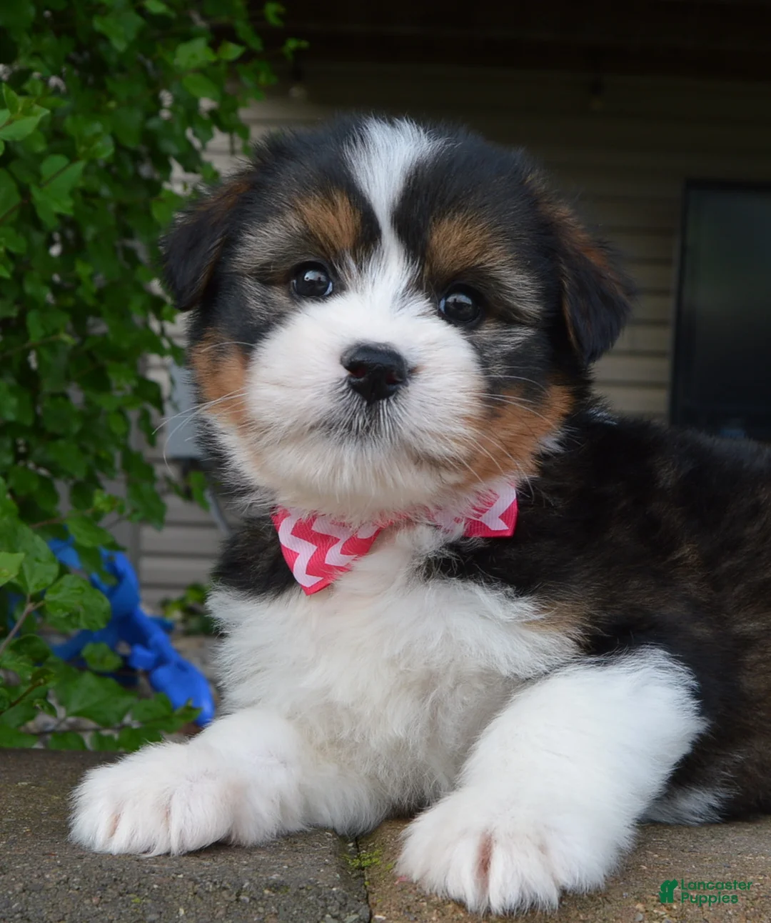 Mini Bernedoodle dogs for sale: Mini Blossom - Ad 2