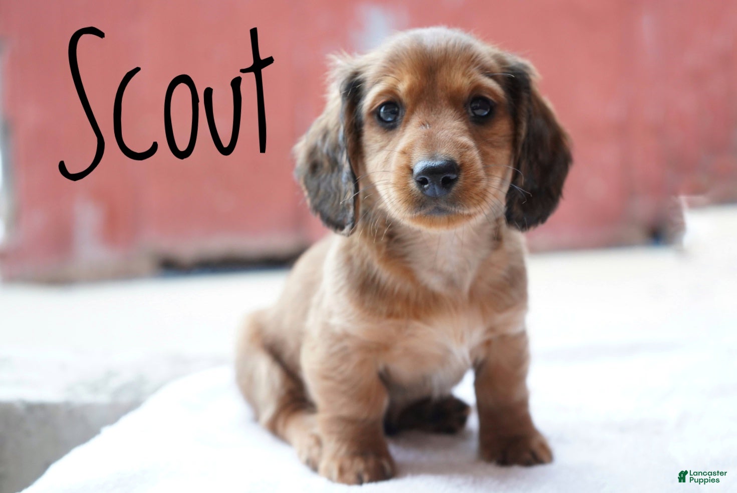 Miniature Dachshund dogs Scout - Ad 1