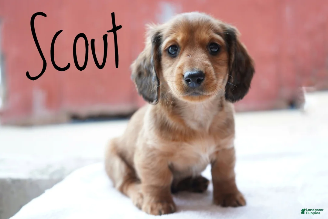 Miniature Dachshund dogs for sale: Scout - Ad 1