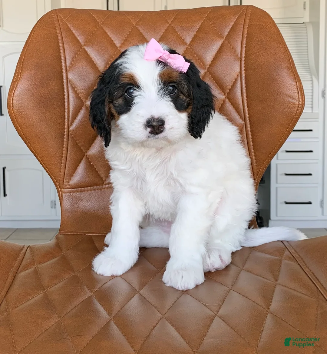 Bernedoodle dogs for sale: Posi - Ad 2