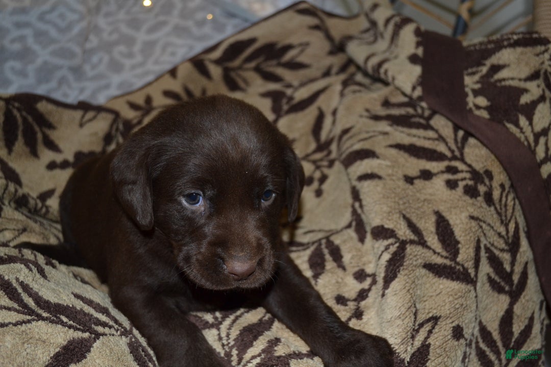 Labrador Retriever dogs for sale: Millie - Ad 1