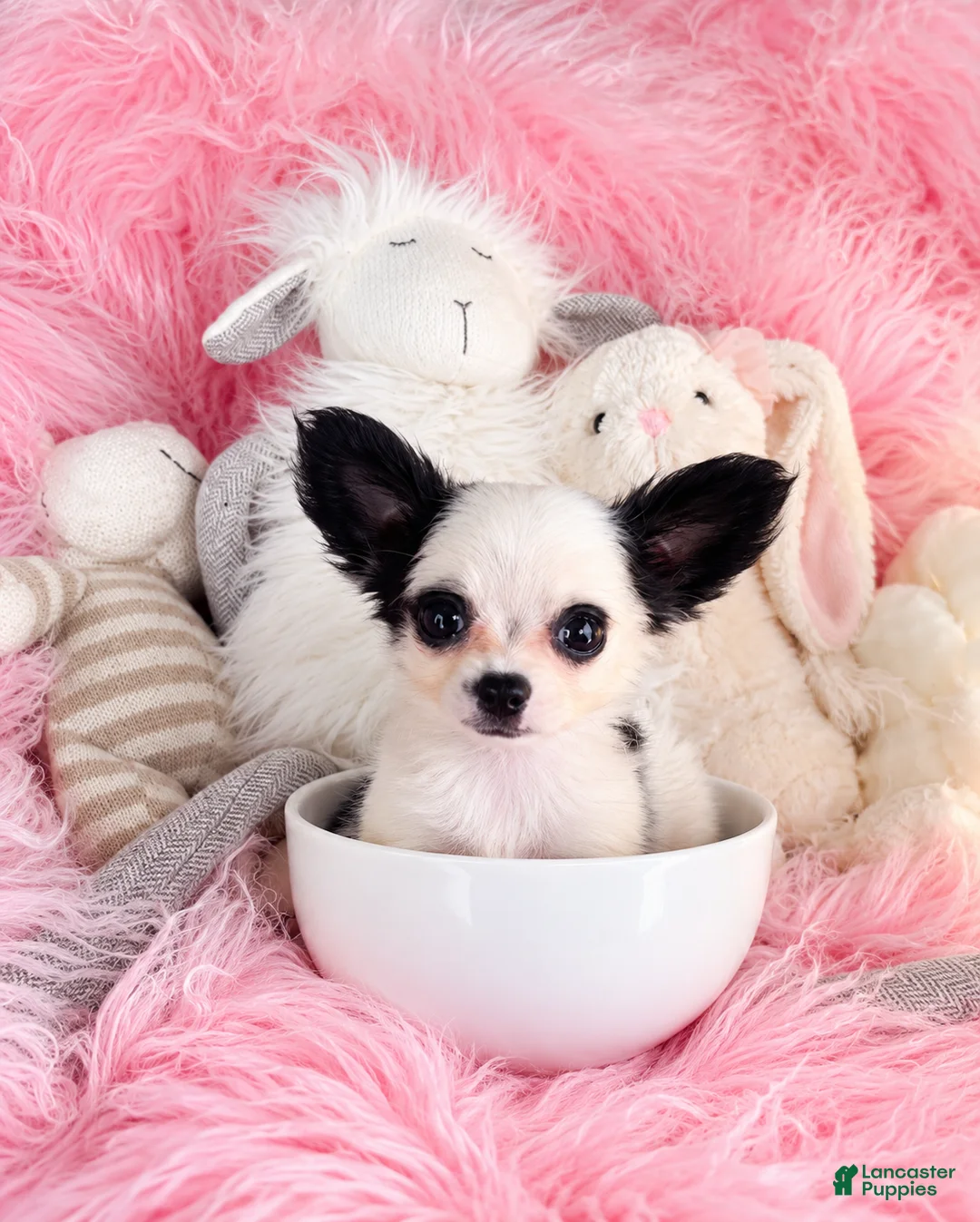 Chihuahua dogs for sale: Chihuahua 1 - Ad 3