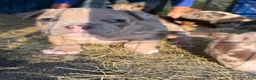 American Bully dogs for sale: American Bully 4 - Ad 2