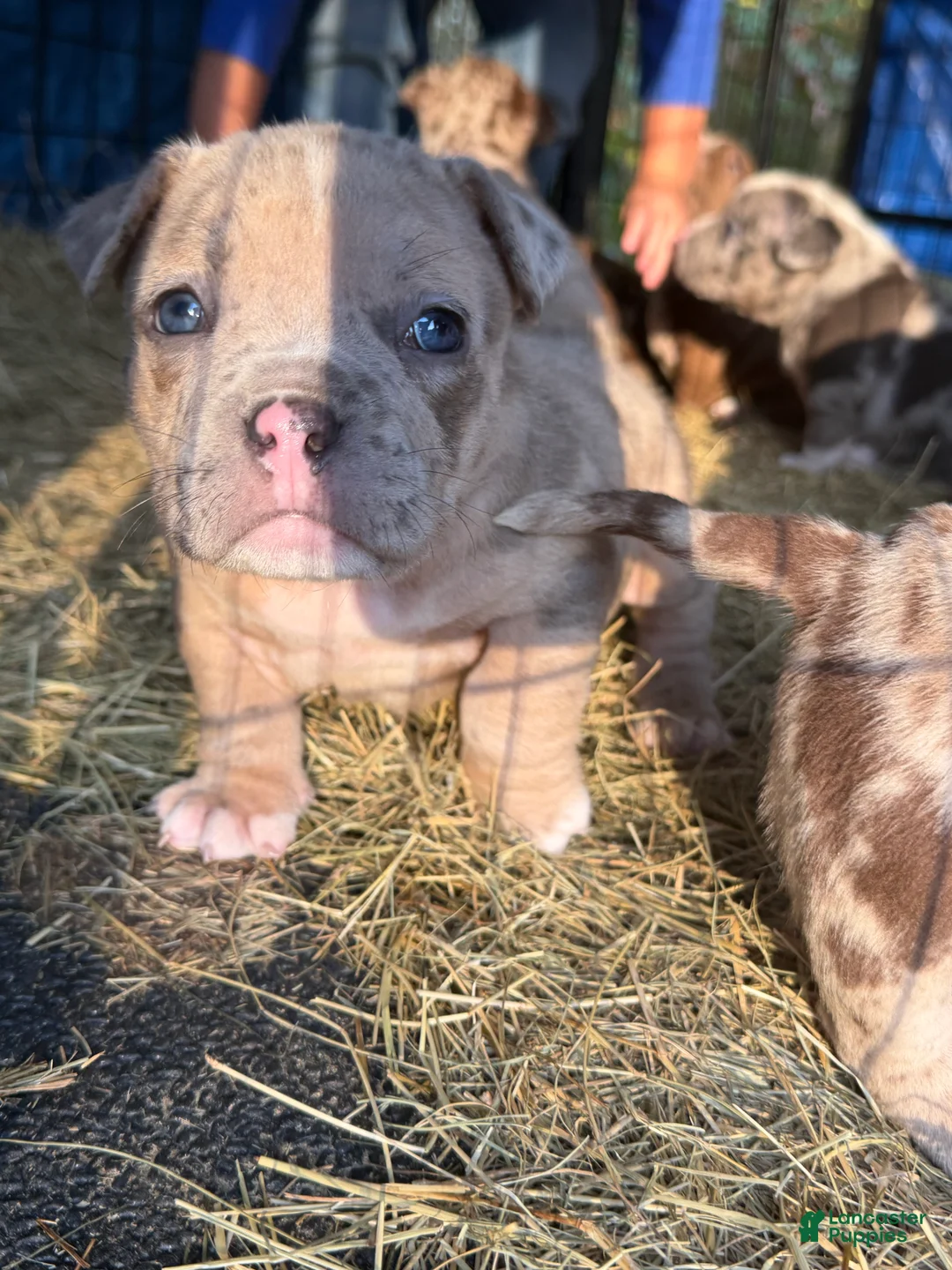 American Bully dogs for sale: American Bully 4 - Ad 2