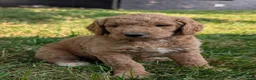 Goldendoodle dogs for sale: Annie  - Ad 2