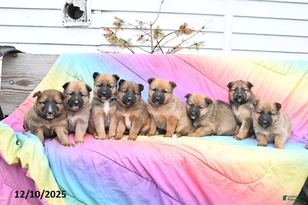 Mixed Breed dogs for sale: Blaze - Ad 3