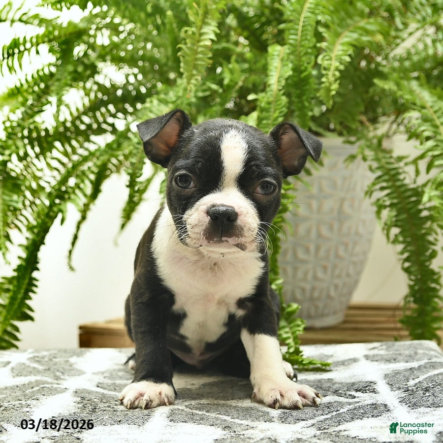 Boston Terrier dogs Cheif  - Ad 1