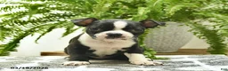 Boston Terrier dogs for sale: Cheif  - Ad 1