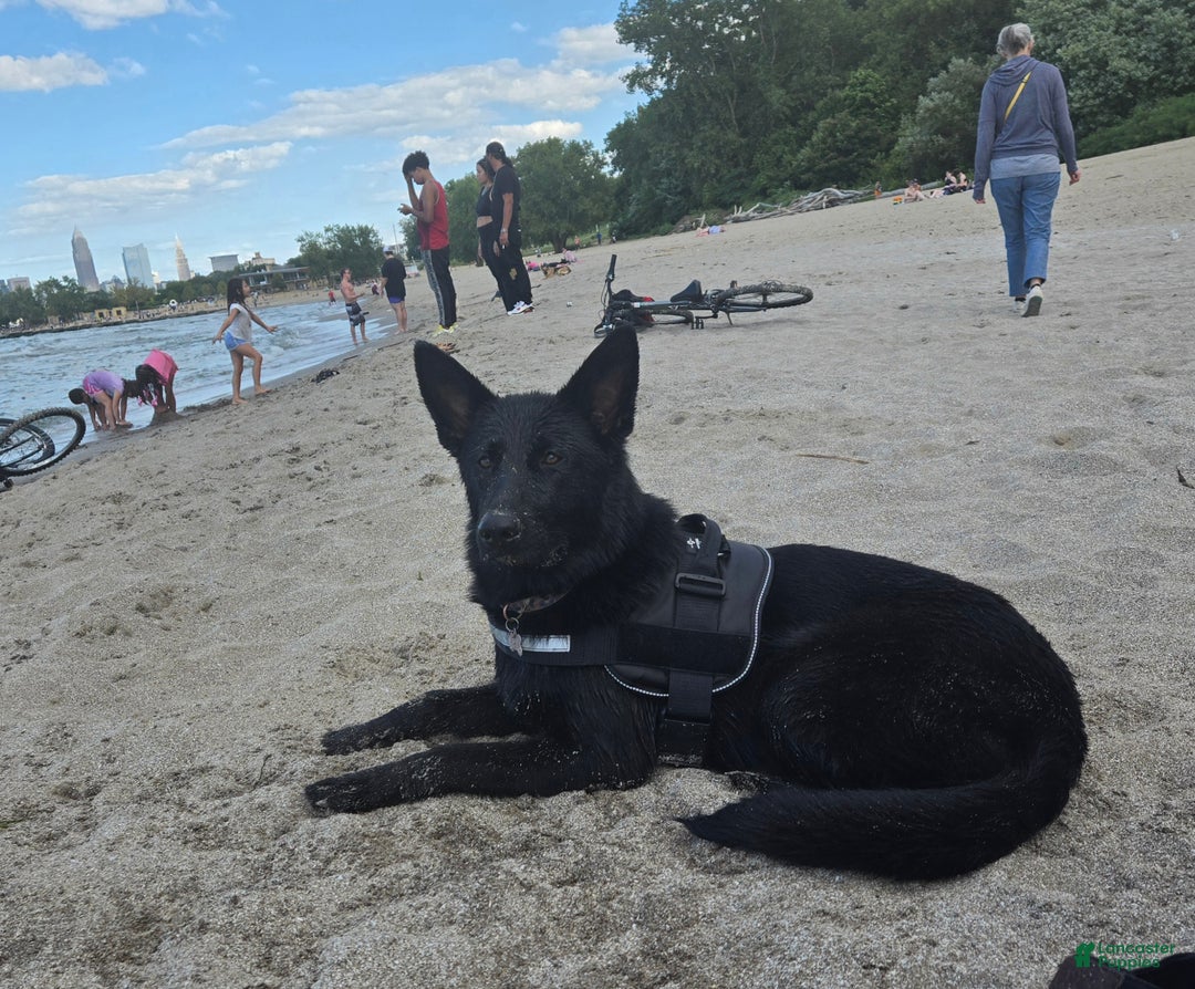 German Shepherd dogs for sale: Schmitt - Ad 6