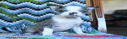Boston Terrier dogs for sale: Hillary - Ad 3