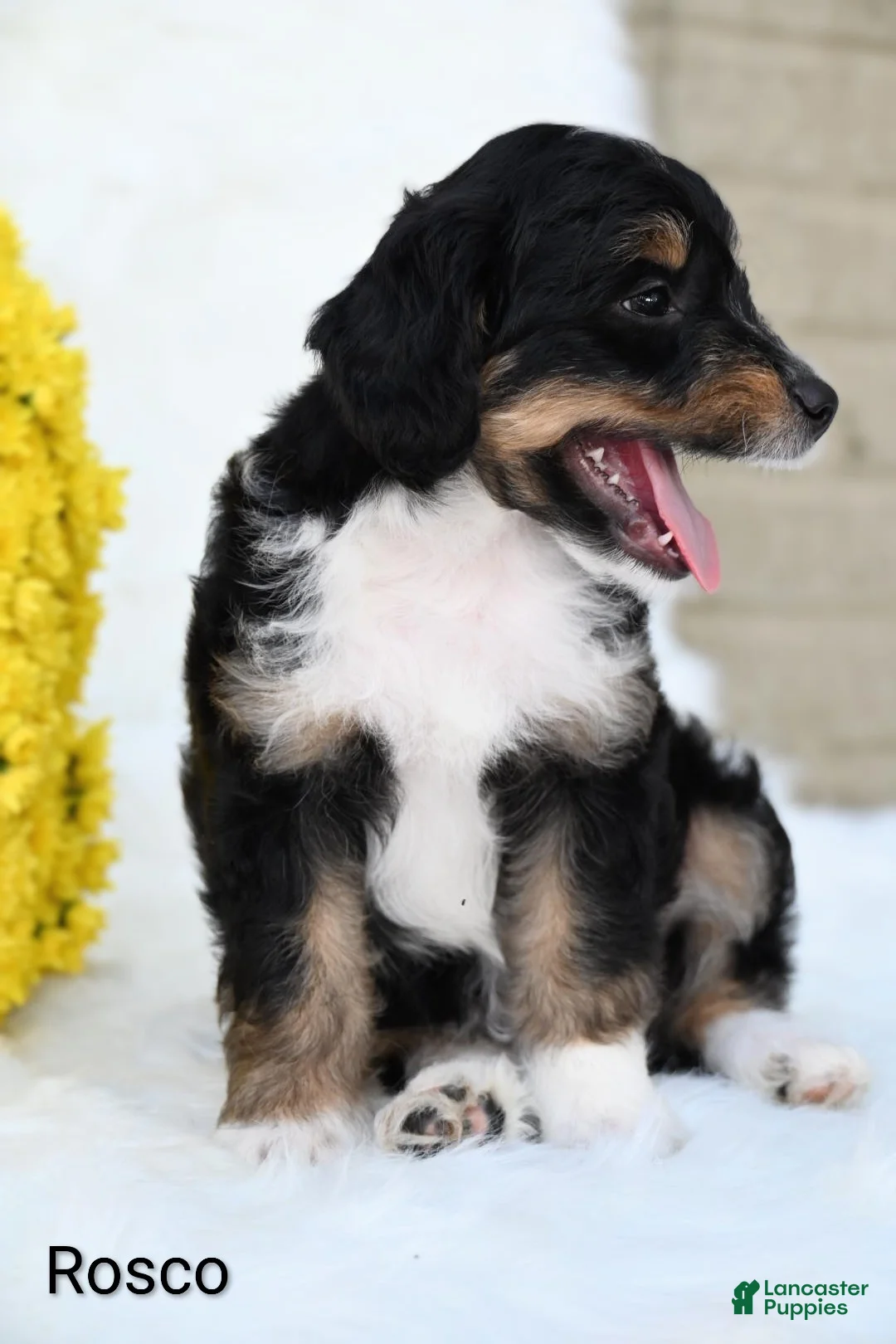 Mini Aussiedoodle dogs for sale: Rosco - Ad 3