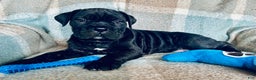 Cane Corso dogs for sale: Cane Corso Puppy 1 - Ad 4