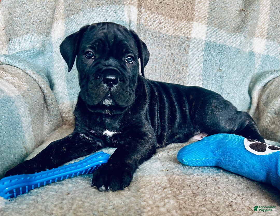Cane Corso dogs for sale: Cane Corso Puppy 1 - Ad 4
