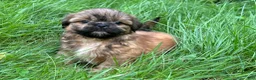Shih Tzu dogs for sale: Shih Tzu 3 - Ad 3