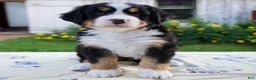Bernese Mountain Dog dogs for sale: Shyann - Ad 5