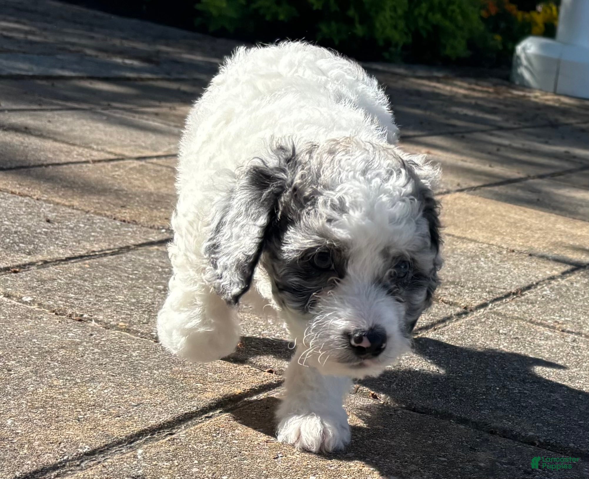 Mini Goldendoodle dogs for sale: Ruby  - Ad 11