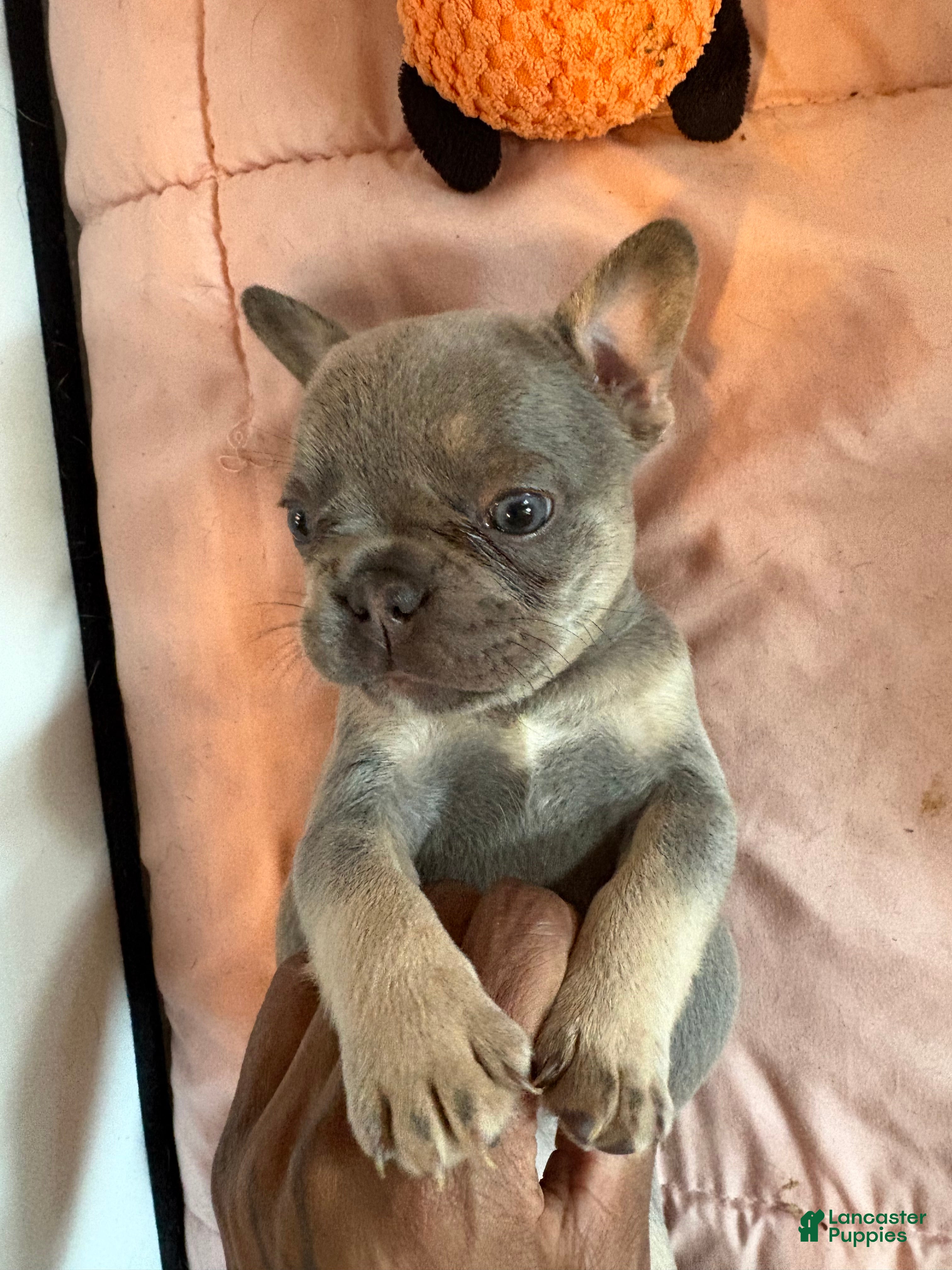 French Bulldog dogs French Bulldog 3 - Ad 2