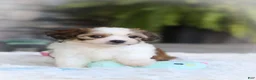 Cavachon dogs for sale: Aspen - Ad 15