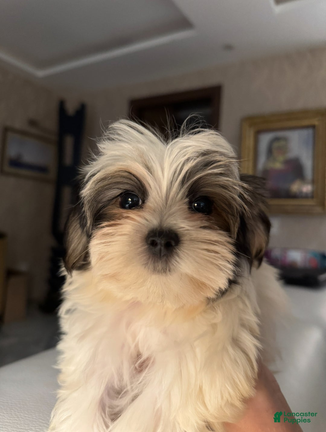 Morkie dogs for sale: Ken - Ad 3